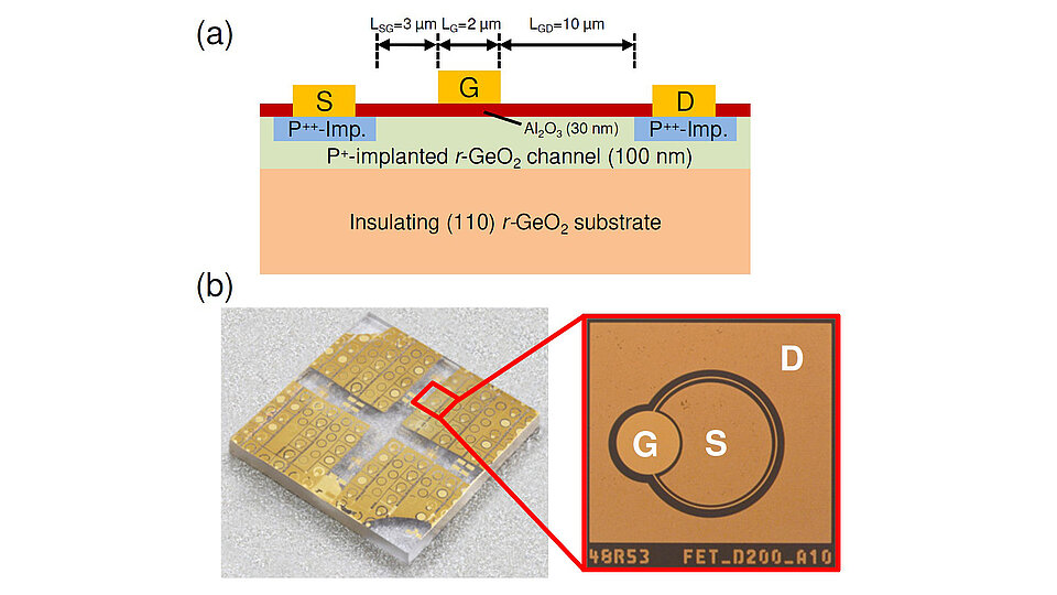 Two-panel figure of an r-GeO₂ MOSFET device. (a) Cross-sectional schematic showing source (S), gate (G), and drain (D) contacts above a P++-implanted r-GeO₂ channel layer and insulating r-GeO₂ substrate, with labeled dimensions and a 30 nm Al₂O₃ gate oxide. (b) Photograph of a processed wafer with an enlarged optical image of a circular transistor layout labeled G, S, and D.